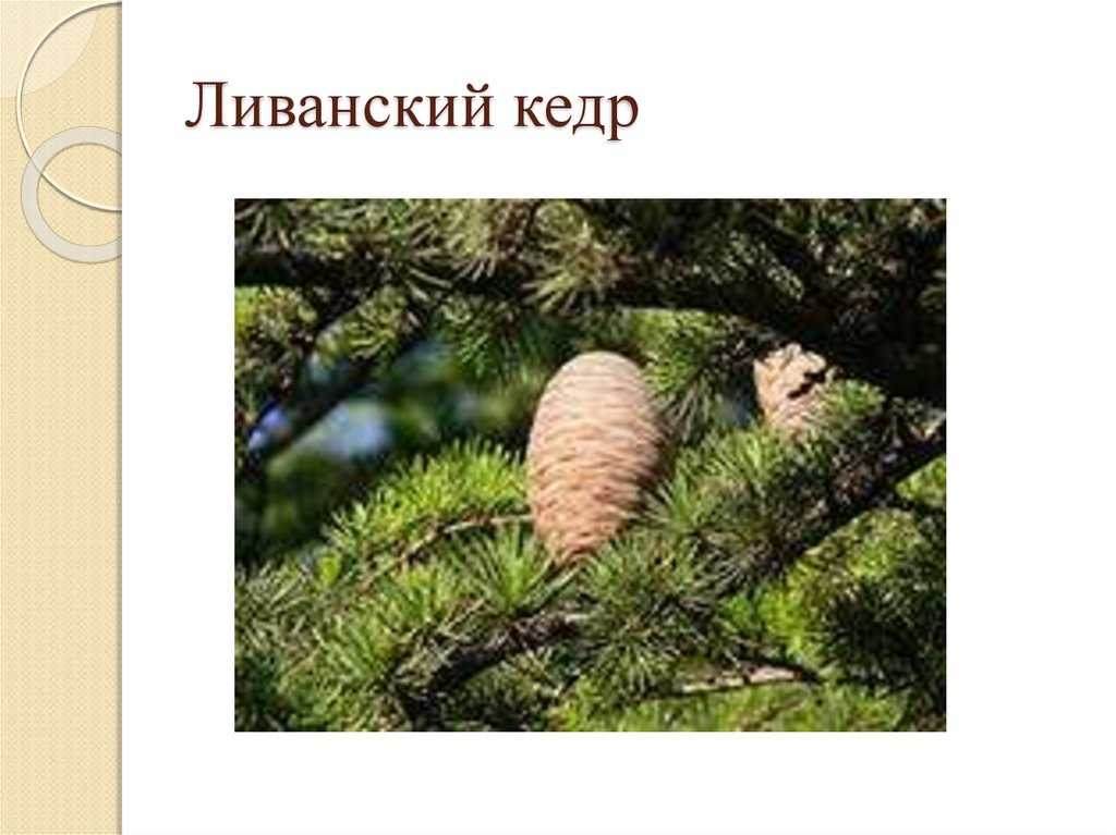 Кедр ливанский (41 фото): описание шишек. как выглядит кедр из ливана? выращивание из семян в домашних условиях