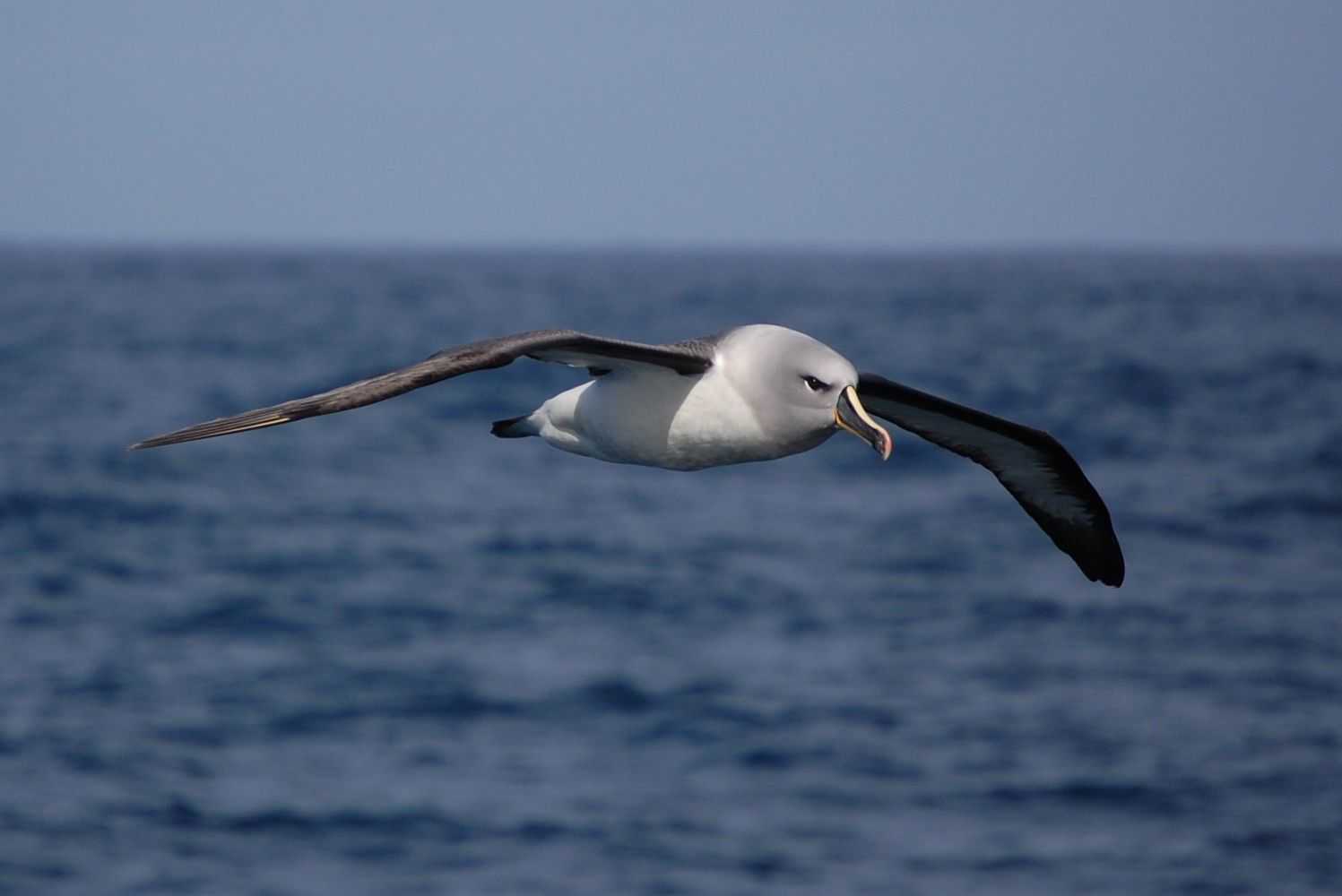 Птица альбатрос, кто такие странствующие альбатросы?