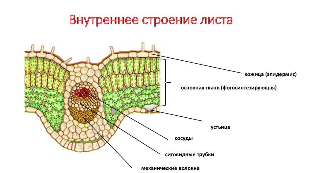Специфичная форма у живых организмов складывается путем дифференциации изначально одинаковых клеток или же путем деления клетки на неравные части — асимметричного деления Примером второго рода может служить оформление устьиц у растений Оказывается, отвеча