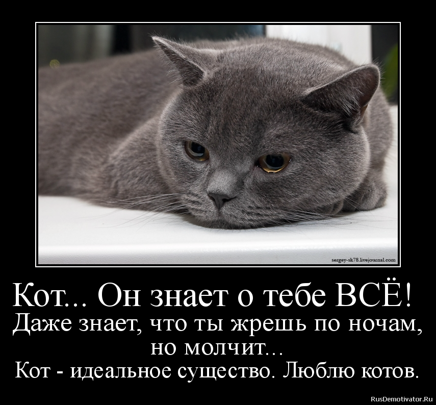 Андрей котов: «я очень страстно ищу людей, которые поняли то, чего не понял я»