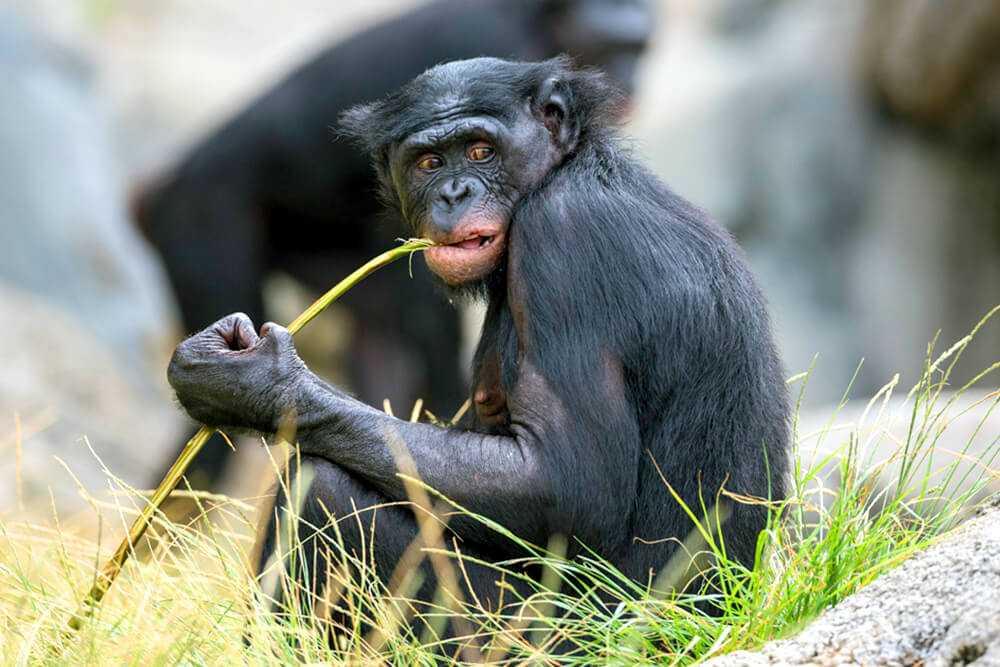 Карликовый шимпанзе, или бонобо (pan paniscus)