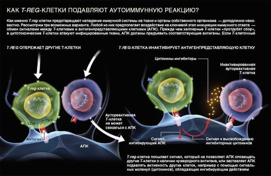 Белок Wnt придает полярность и способность к направленному движению не только клеткам развивающегося эмбриона или регенерирующей конечности, но и раковым клеткам Эксперименты показали, что он оказывает поляризующее воздействие на клетки, даже если они не