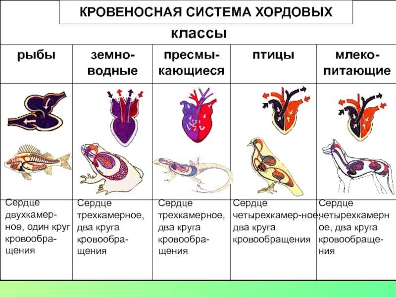Дельфины: самые крупные, хищные, белые