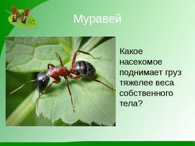Как устроен муравейник или муравьиная колония, жизнь муравьев