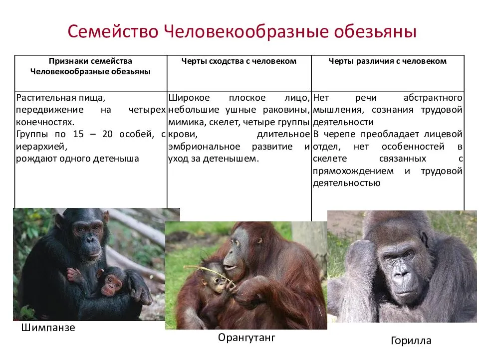 Различие между человеком и человекообразной обезьяной. Характеристика представителей группы человекообразных обезьян. Человекообразные обезьяны виды. Семейство человекообразные.