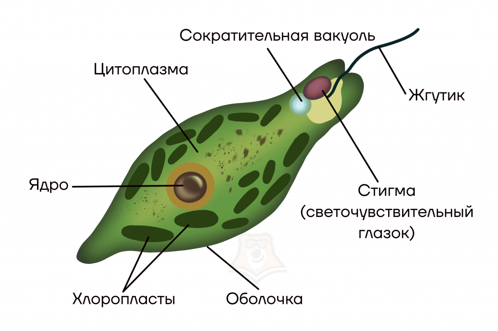 Эвглена зеленая строение с подписями рисунок