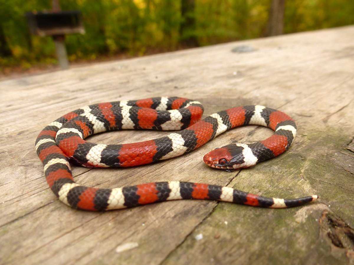 Молочная змея синалойская (lampropeltis triangulum sinaloae)