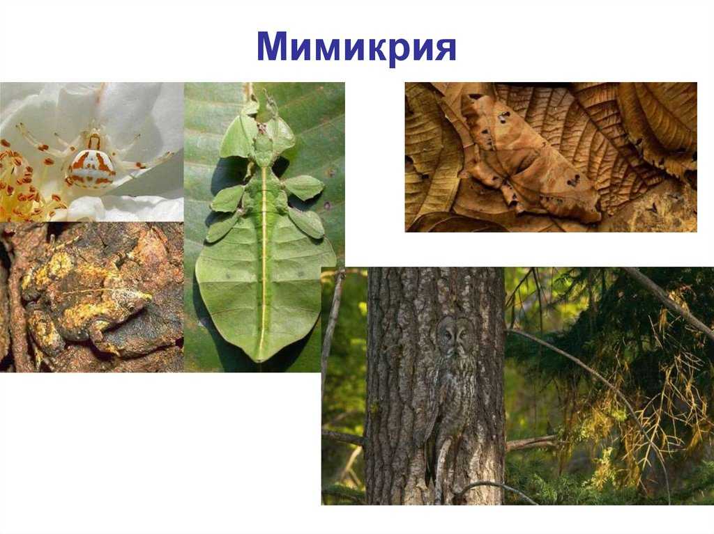 Примеры мимикрии у животных. Экологический фактор мимикрии. Цикады Мимикрия. Мимикрия у растений. Мимикрия у позвоночных.
