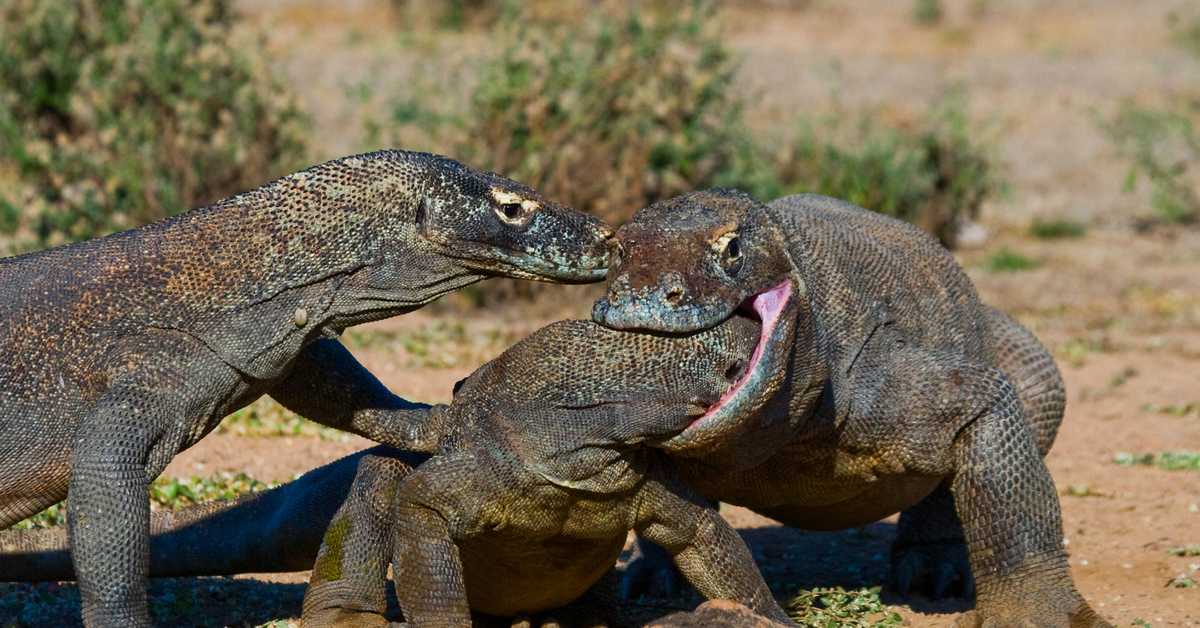 Комодский варан. фото, видео и описание. образ жизни и поведение комодских драконов
