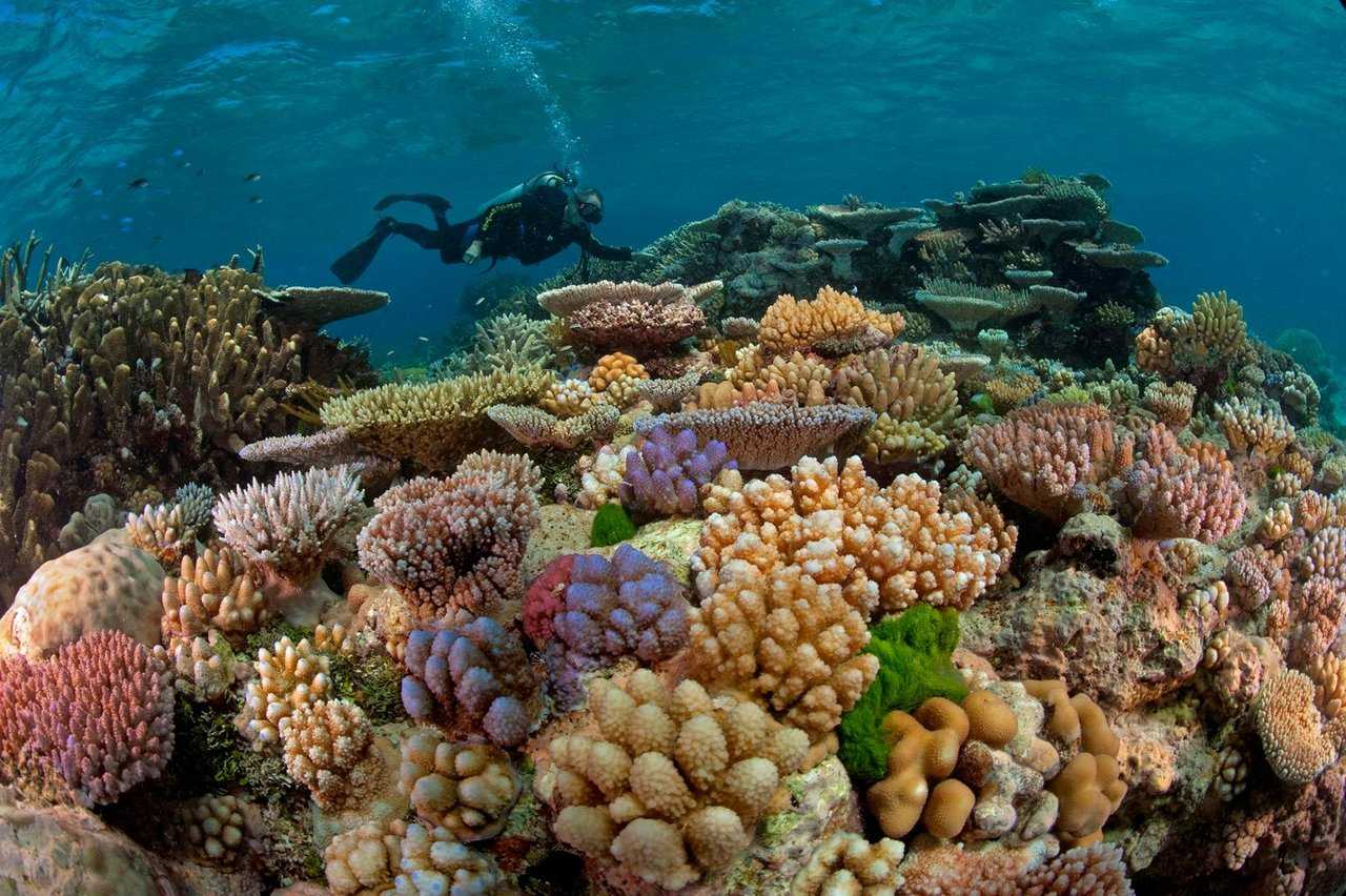 Коралл – чудо тропических морей