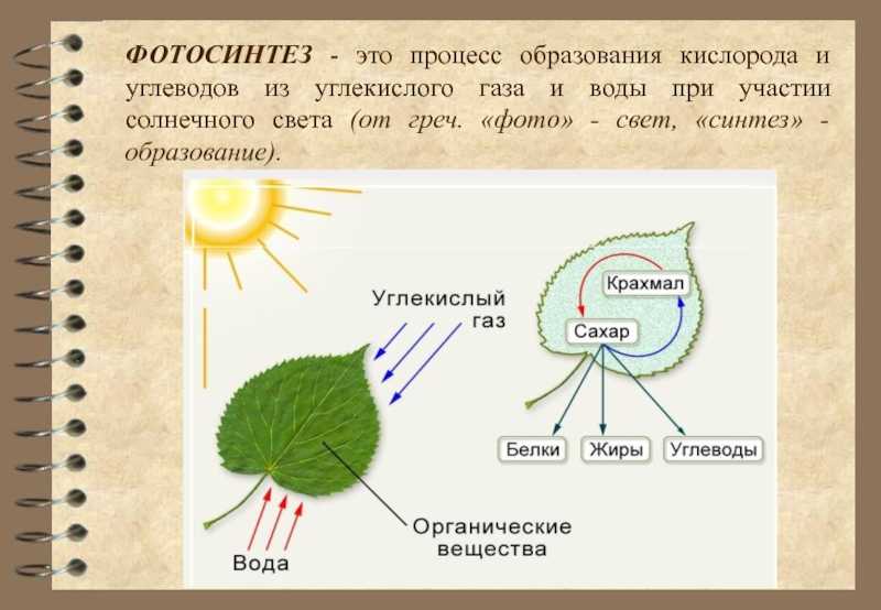 Первичные процессы фотосинтеза - фототрофные бактерии и фотосинтез