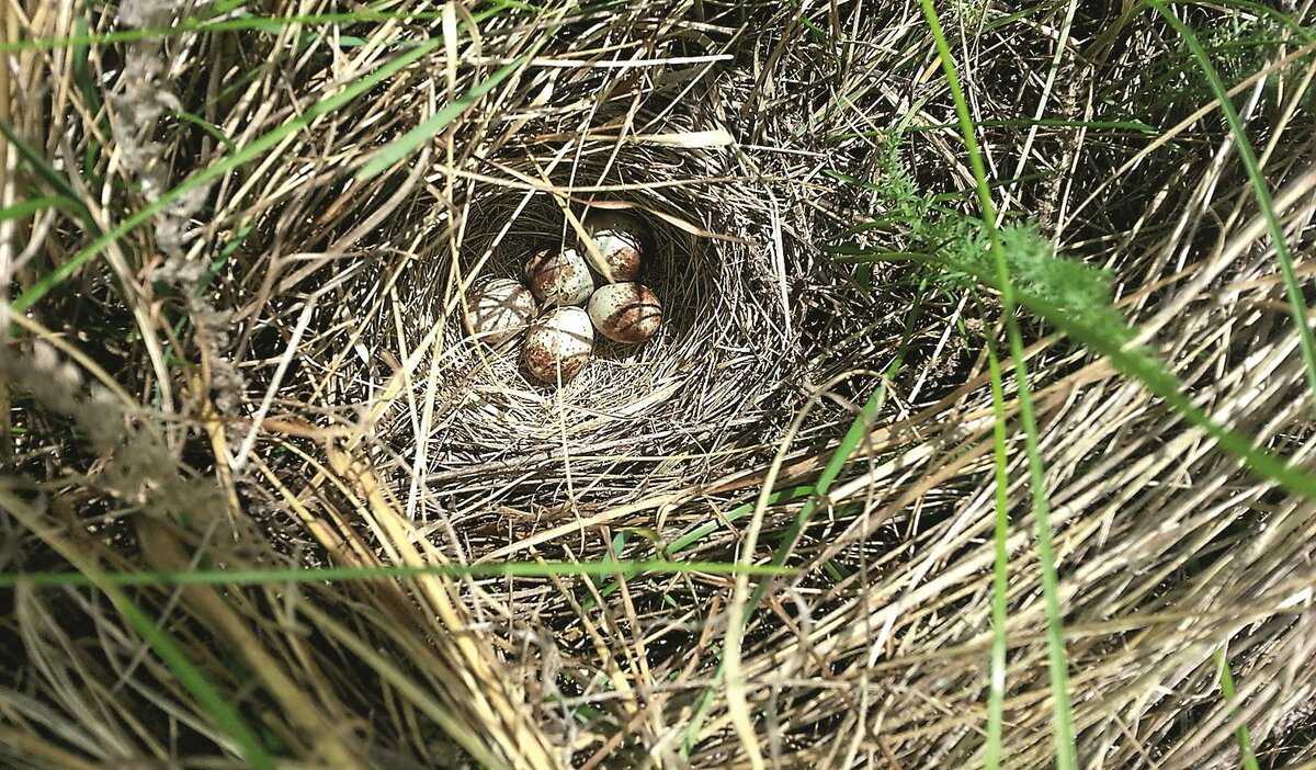 Кедровка гнездо с яйцами