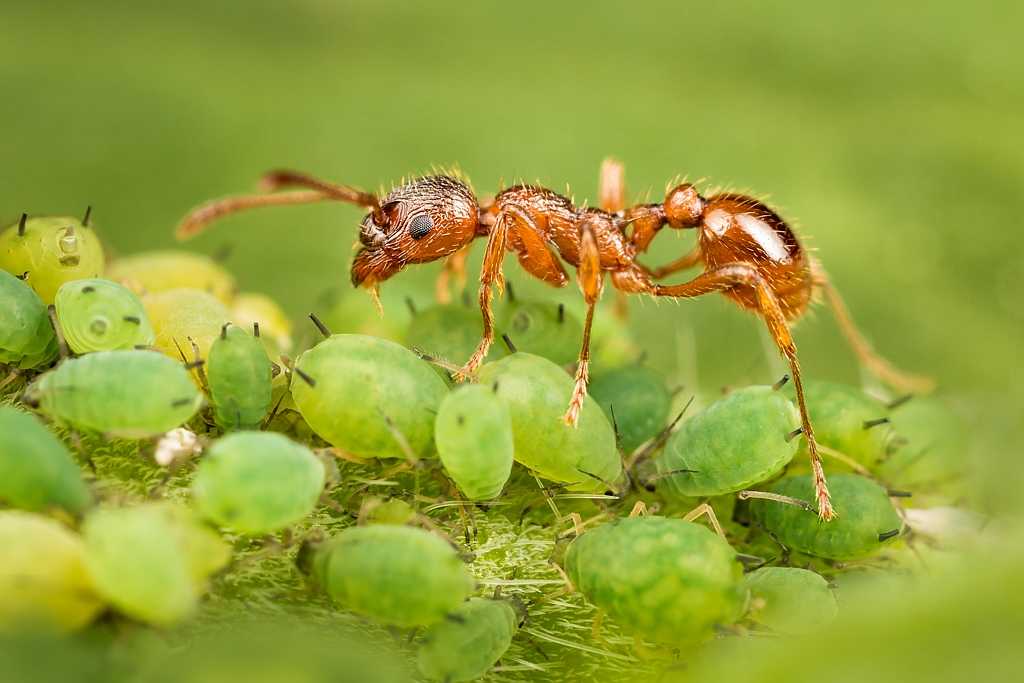 Строение муравейника