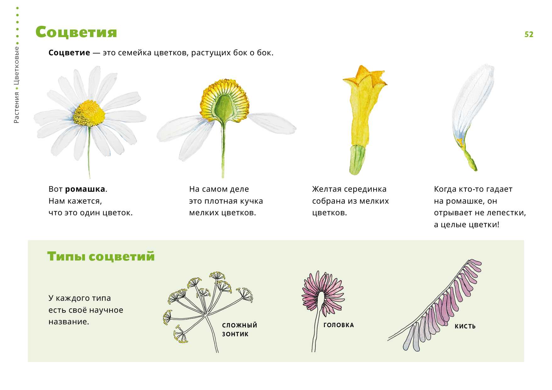 Arabidopsis thaliana - frwiki.wiki