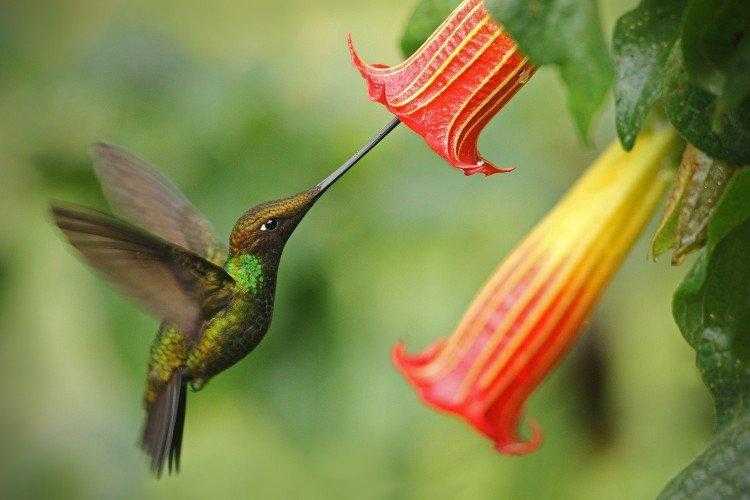 Птицы: колибри (50 фото) интересные факты. красочные фото колибри