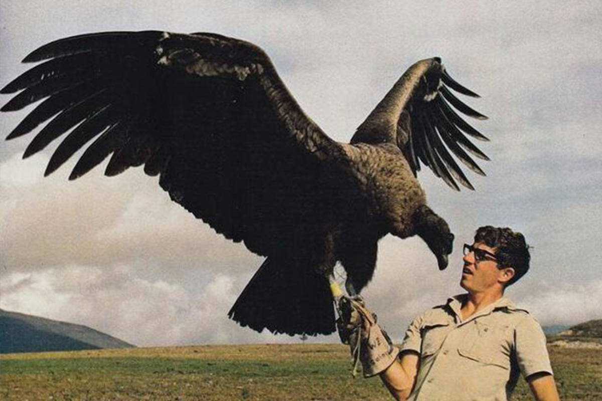 Какая самая большая птица в мире фото