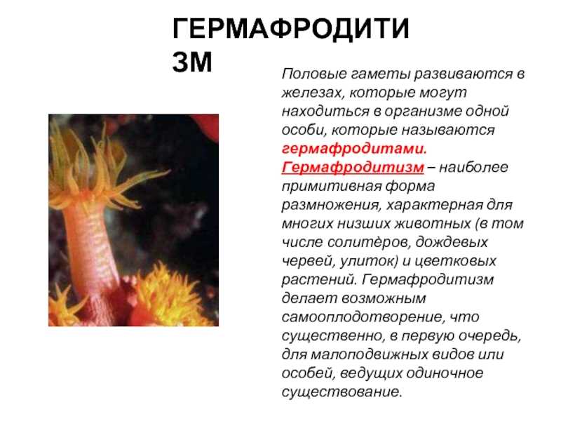 Шабанов (2009) почему раздельнополые организмы вытесняют перекрестнооплодотворяющихся гермафродитов