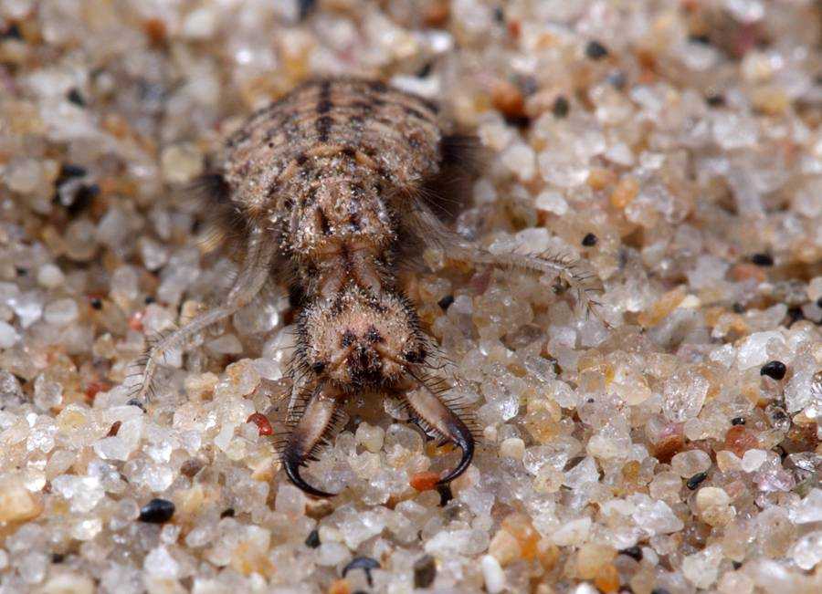 Кто такие «адские муравьи» и почему они так странно выглядят? - hi-news.ru