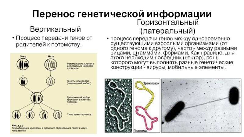 Наследственный перенос. Эволюция бактерий. Эволюция микроорганизмов. Лестница эволюции бактерий. Единая база генетической информации что это.