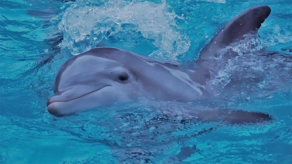 Как размножаются дельфины? половое поведение, забота о потомстве, интересные факты
