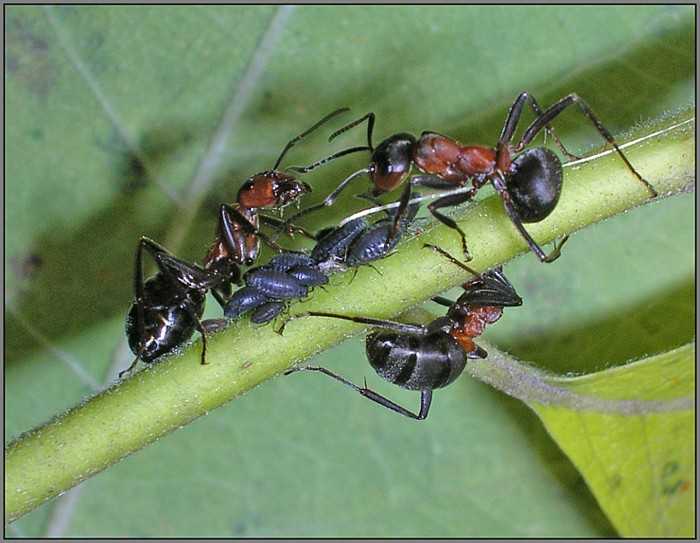 Лесные муравьи на даче: польза и вред, как избавиться