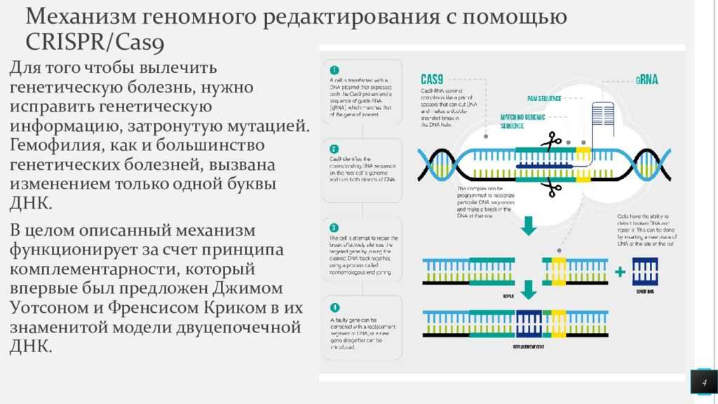 Геном редактирование. Технология редактирования генома CRISPR/cas9. Редактирование генома с CRISPR/cas9. Схема редактирования генома с CRISPR-cas9. Редактирование Гена CRISPR‐cas9.