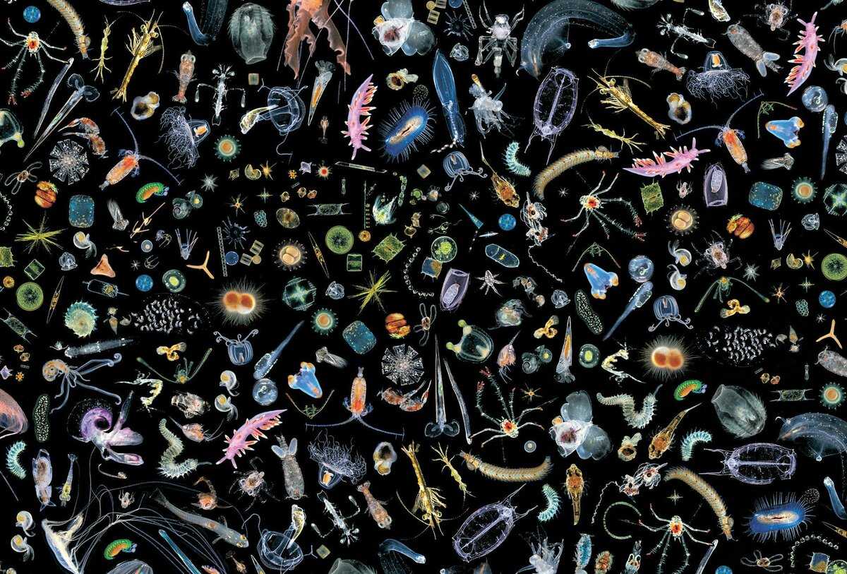В мировом океане становится всё меньше фитопланктона