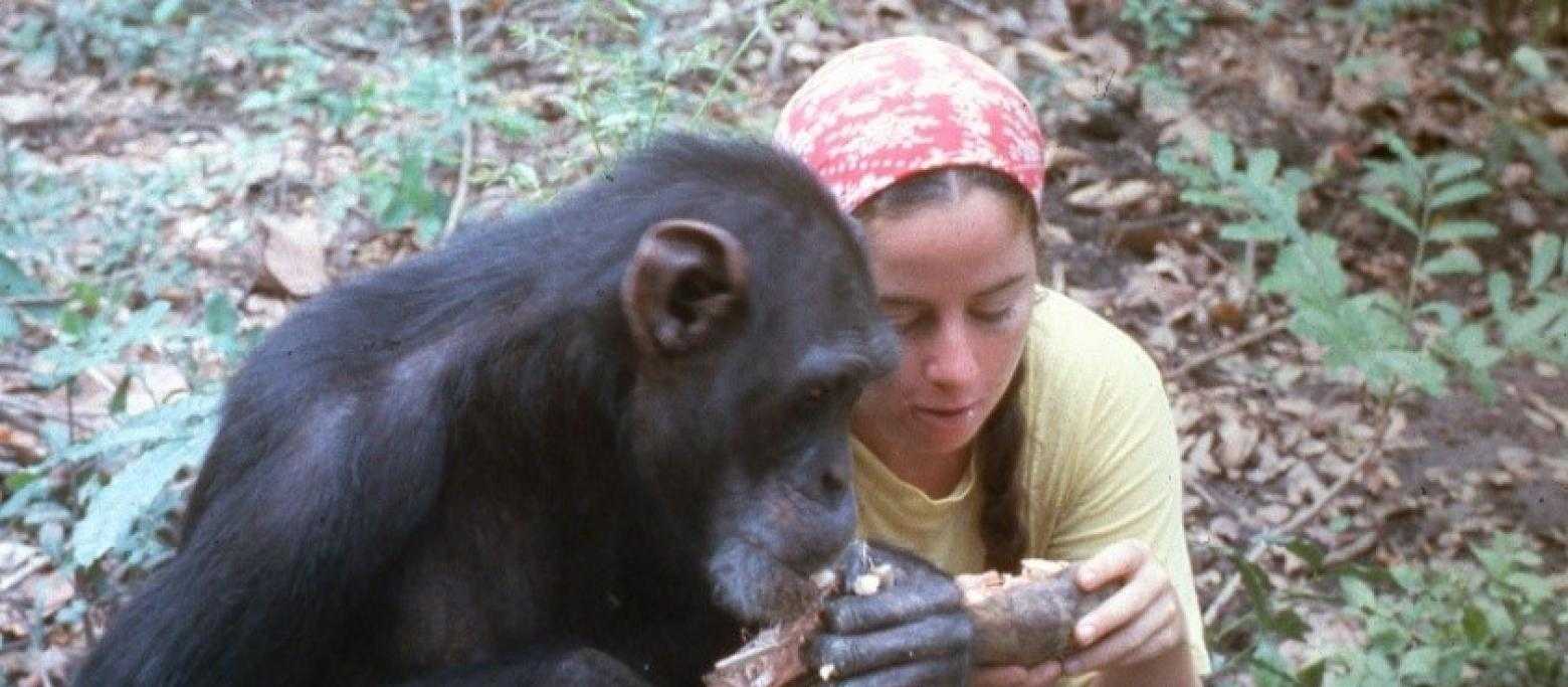 Немецкие ученые установили, что в природе шимпанзе нередко берут на воспитание детенышей-сирот, потерявших мать Такой поступок связан с исключительными личными затратами и рисками и не приносит приемным родителям никакой пользы Альтруистическое поведение