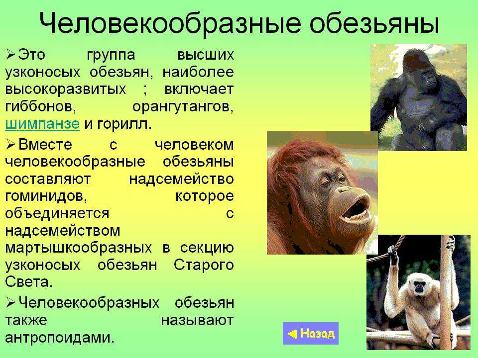 Человекообразные обезьяны. Шимпанзе человекообразные обезьяны. Образ жизни человекообразных обезьян. Отряд приматы. Шимпанзе подобрать прилагательное