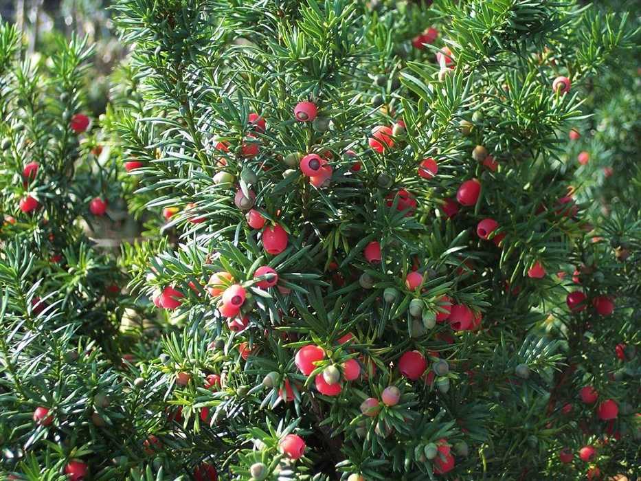Дерево тис: виды и сорта на фото с описаниями – ягодный, остроконечный и канадский тис