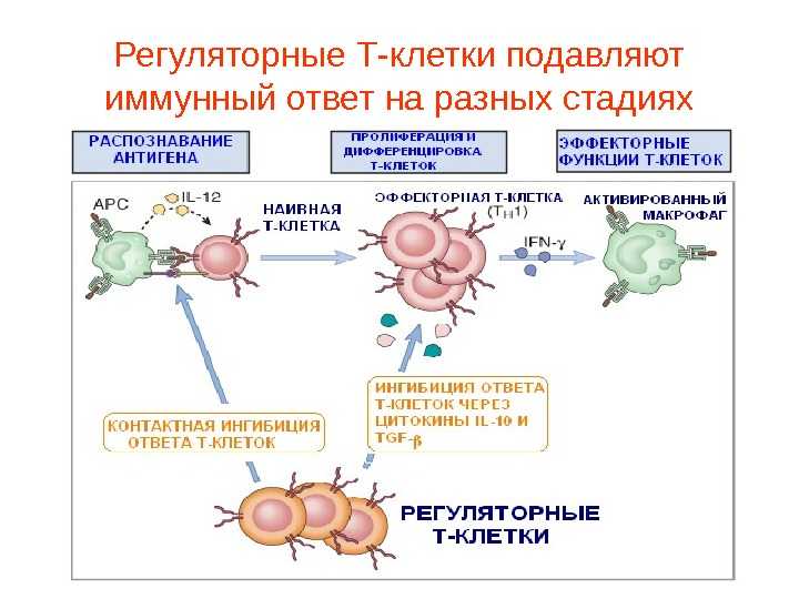 Регуляторные лимфоциты. T регуляторные клетки. Т регуляторные клетки иммунология. Регуляторная функция т-лимфоцитов. Регуляторные т клетки механизм иммунология.