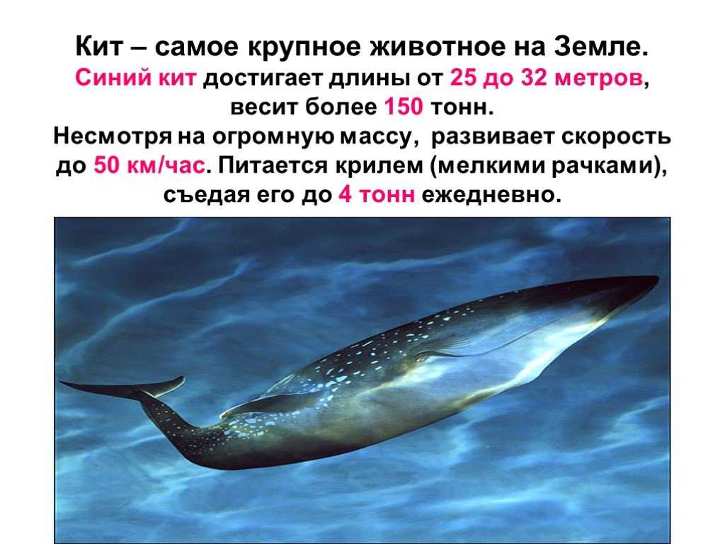 Масса синего кита достигает. Синий кит красная книга животное описание. Синий кит. Синий кит самое большое животное. Кит самое большое животное на земле.
