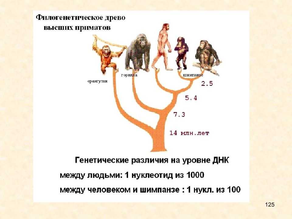 Различие между человеком и обезьяной. Филогенетическое Древо гоминид. Филогенетическое Древо приматов. Филогенетическое Древо человека. Эволюционное Древо приматов и человека.