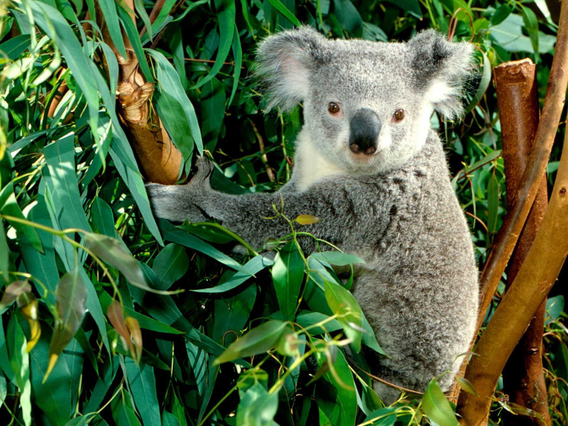 Интересные животные в австралии