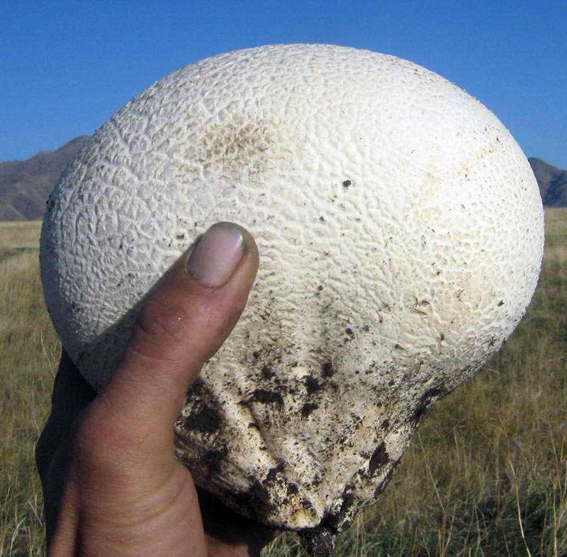 Чем пахнет гриб дождевик. гриб дождевик: фото, описание | здоровье человека