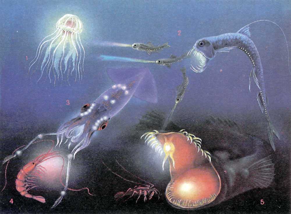 Ток в живых организмах. Биолюминесценция удильщик. Глубоководные организмы. Электрические рыбы. Электричество у рыб.
