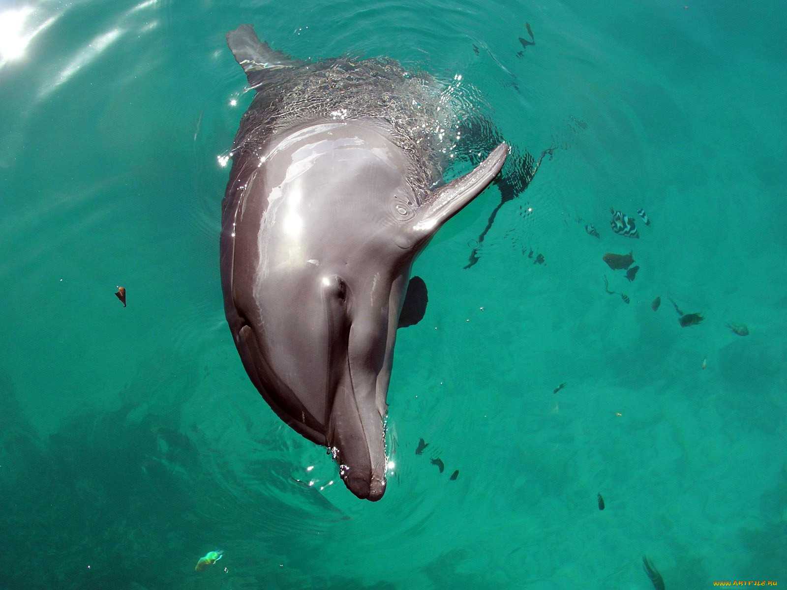 Сколько живут дельфины на воле и в неволе? :: syl.ru