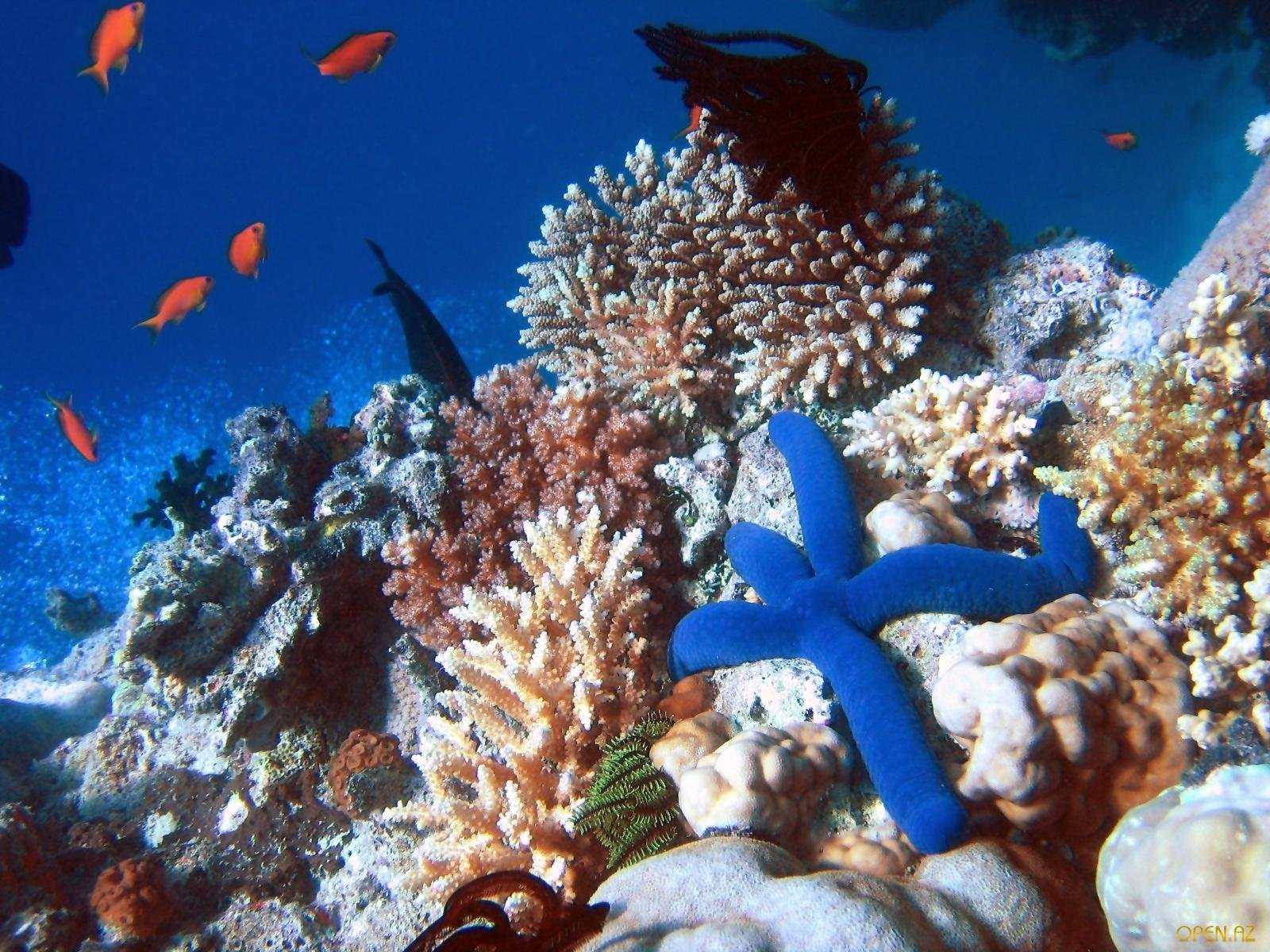 Ядовитые водоросли, медузы, ежи, звезды, кораллы обжигают в средиземном море. что вызывает жжение в море на кипре?