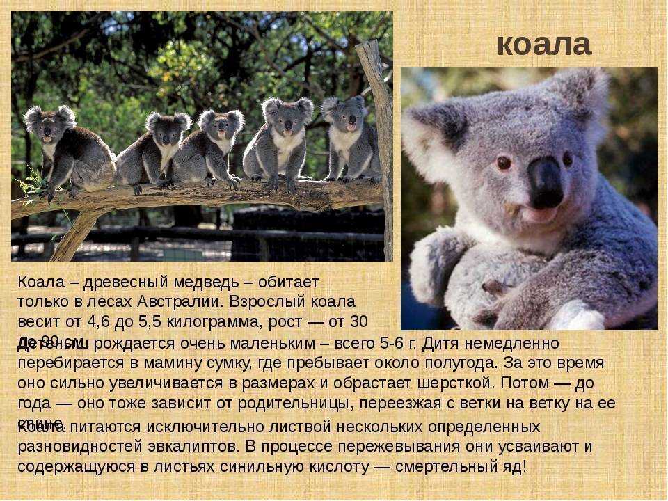 Коала информация для детей. Необычные факты о коалах. Животные обитающие в Австралии. Животные которые живут в Австралии. Коала кратко