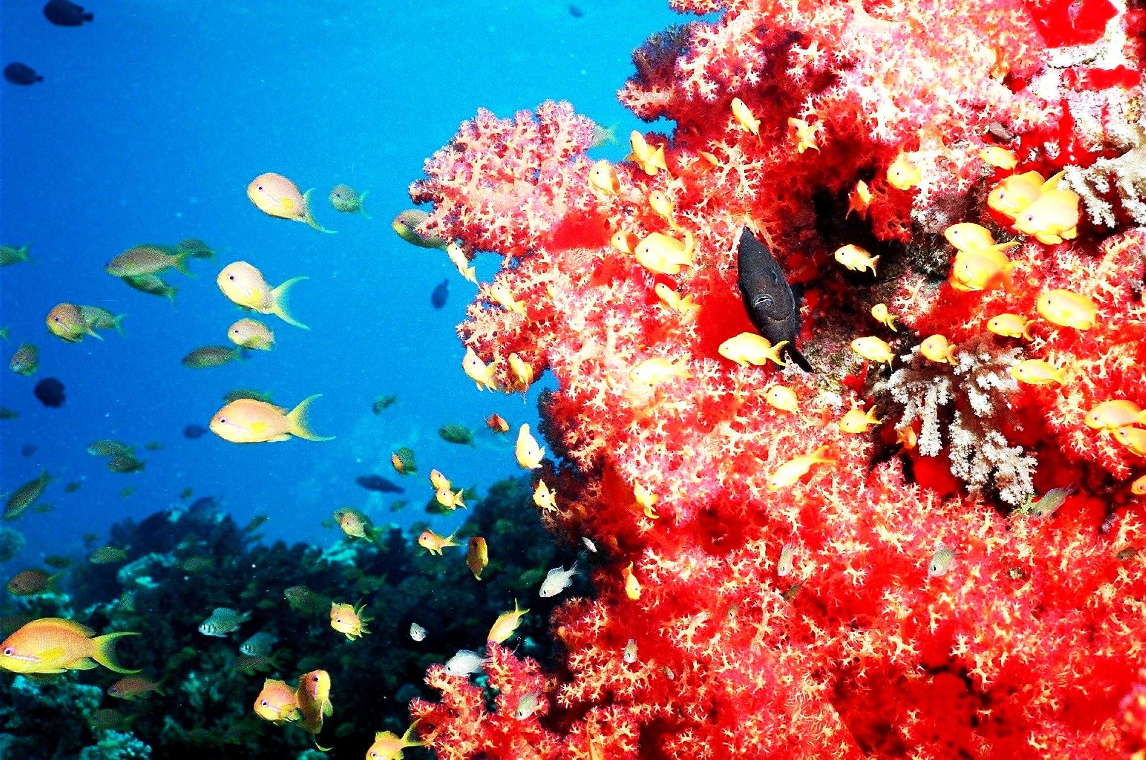Красивые коралловые рифы. Барракуда в Красном море. Коралловые рифы красного моря. Коралловый риф Хургада. Коралловый риф в Шарм Эль Шейхе.