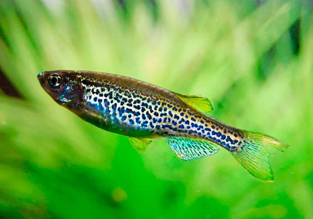 Аквариумная рыбка данио рерио: содержание и уход, размножение