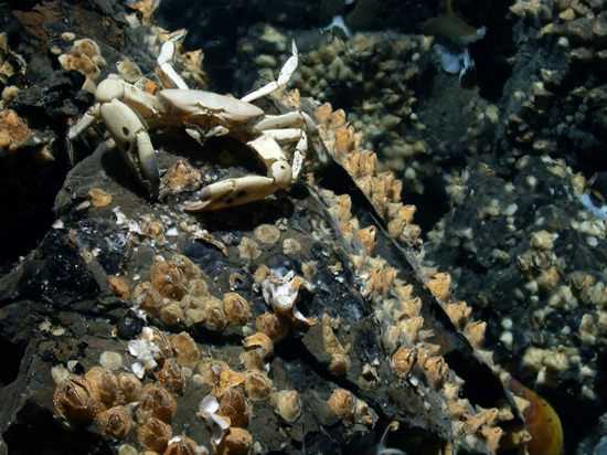 Крабы чёрного моря: виды, размеры, описание - черноморие.рф