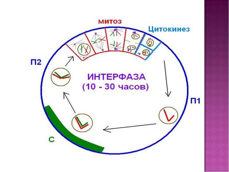 Тест по биологии жизненный цикл клетки. митоз и мейоз. гаметогенез 10 класс
