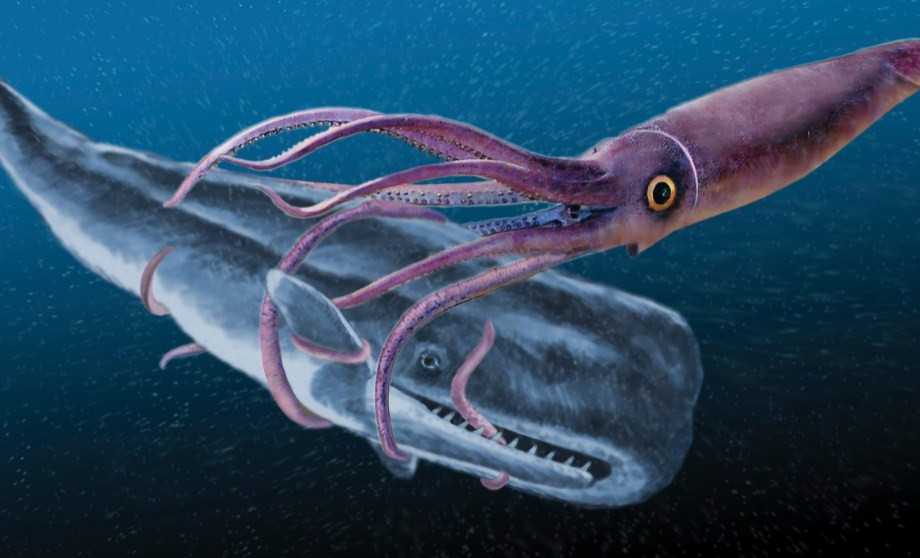 Самки прибрежных кальмаров-лолигинид откладывают яйцевые капсулы в одно место, формируя огромные кладки диаметром до нескольких метров Кладка мелководных кальмаров семейства Thysanoteuthidae — это огромный плавучий цилиндр А некоторые глубоководные кальма