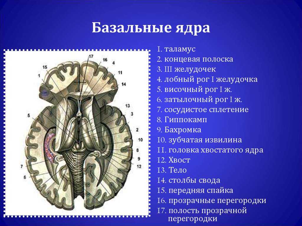 Базальные ядра схема