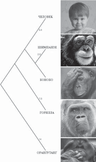 Сколько хромосом в яйцеклетках шимпанзе. ДНК человека и шимпанзе. Геном человека и шимпанзе. Гены человека и обезьяны. Сходство ДНК человека и шимпанзе.