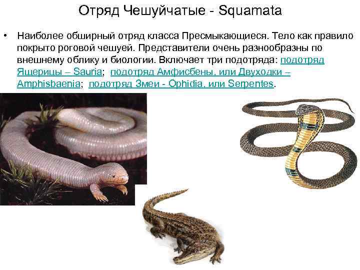 Чем ящерицы отличаются от змей