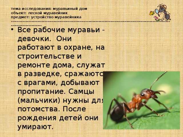 Интересное из мира насекомых: сколько ног у муравья и сколько он весит? сколько лап у муравья