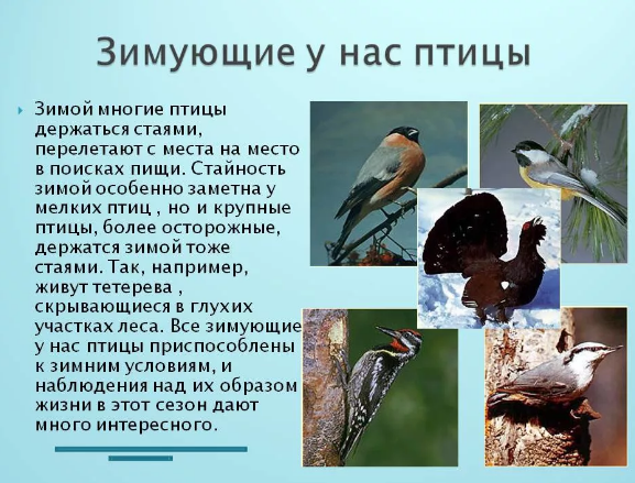 10 примет о птицах, предвещающих беду