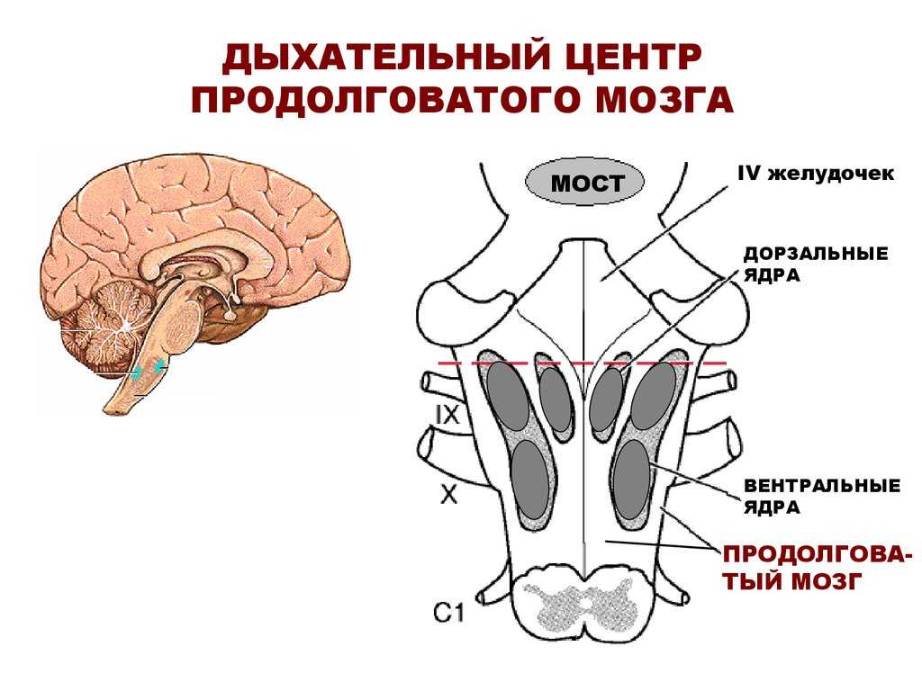 Нервные продолговатого мозга. Дыхательный центр продолговатого мозга. Дыхательный центр продолговатого мозга его функции. Дыхательный центр продолговатого мозга физиология. Продолговатый мозг центры регуляции.